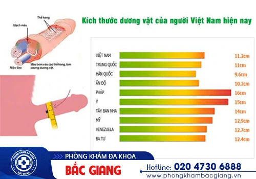 Dương vật quá nhỏ phải làm sao? Cách cải thiện, làm to dương vật